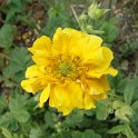 Geum x 'Mrs J.Bradshaw' fleur